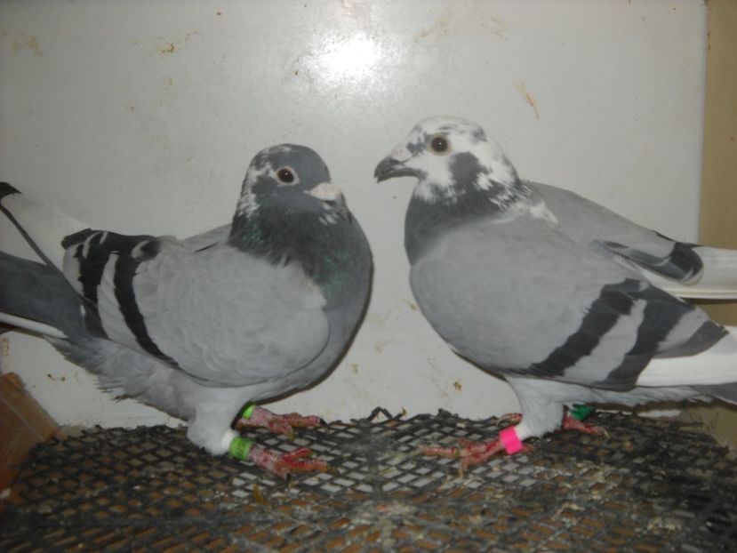  - PORUMBEI VANDUTI 2