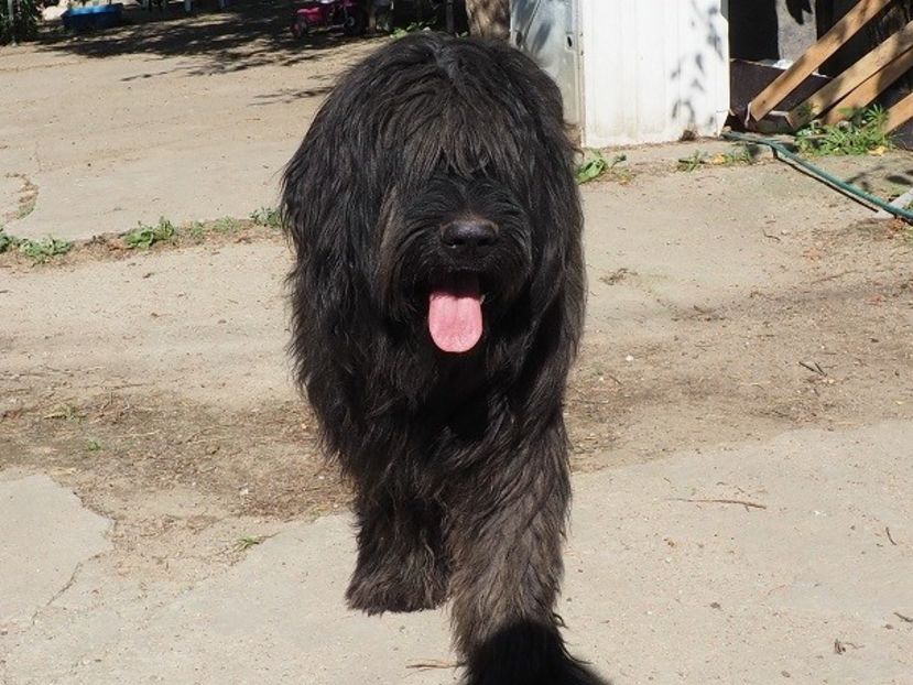 ciobanesc de Brie Briard - animalele familiei