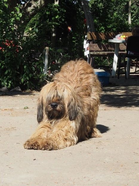 Ciobanesc de Brie Briard - animalele familiei