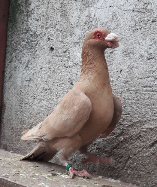 M 2019 - Carunculați 2019