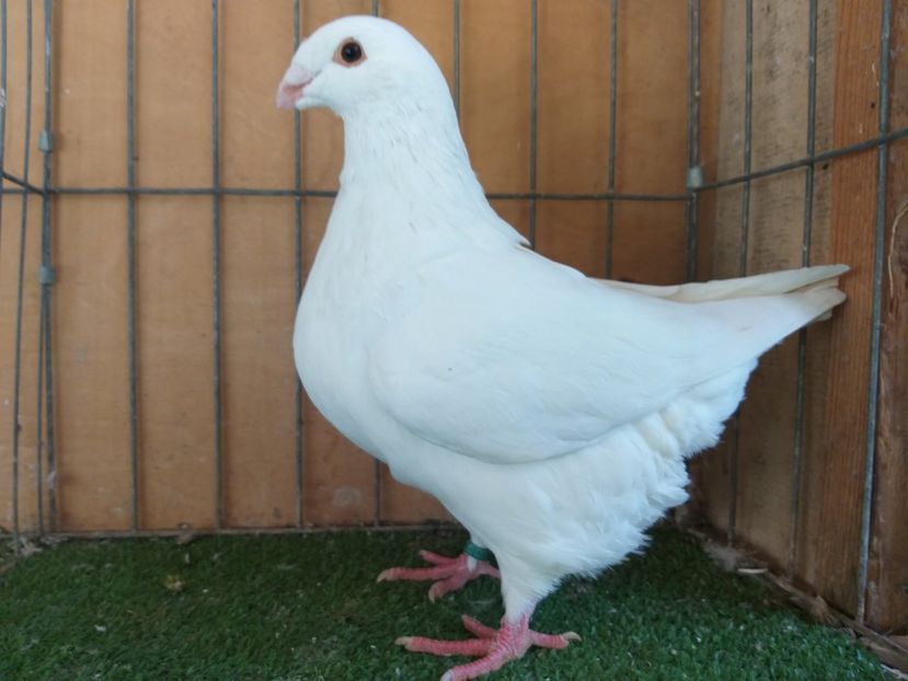 F 2019  Vandut - De vanzare 2019