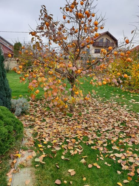  - Diospiros Kaki Tipo