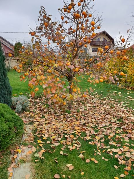  - Diospiros Kaki Tipo