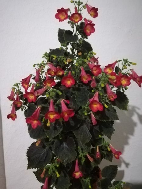  - A-Flori 2019