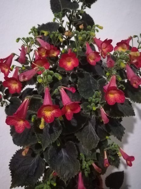  - A-Flori 2019