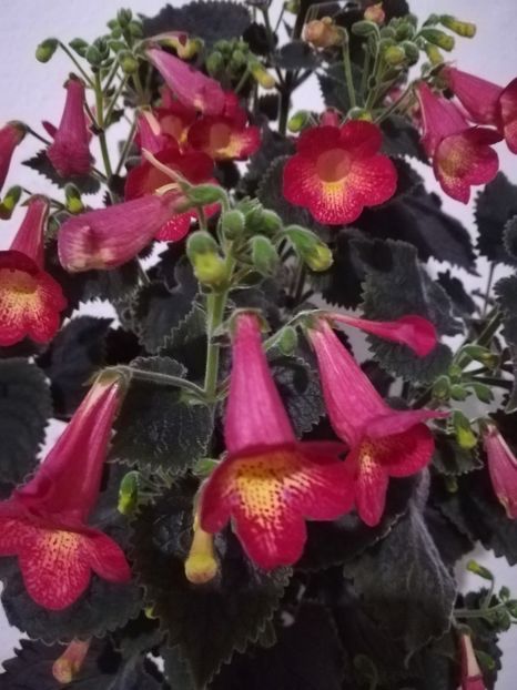  - A-Flori 2019