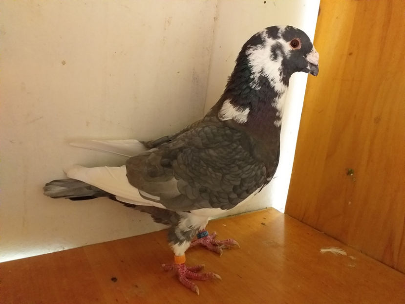 M 2018 - Porumbei  vinduti