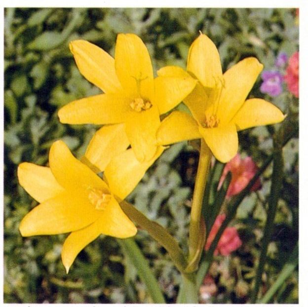 Chlidanthus-fragrans  15 - Bulbi deosebiti de vanzare