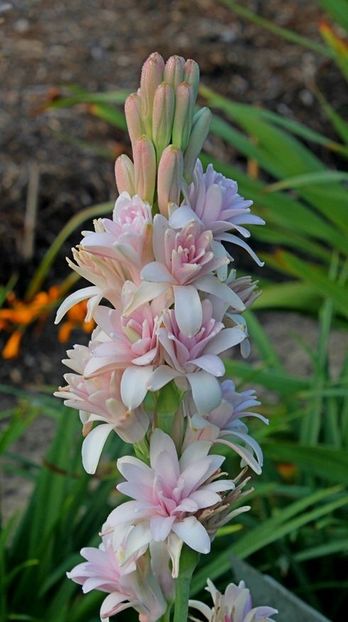 tuberose pink saphire 15 - Bulbi deosebiti de vanzare