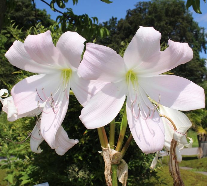 crinum_moorei15 - Bulbi deosebiti de vanzare