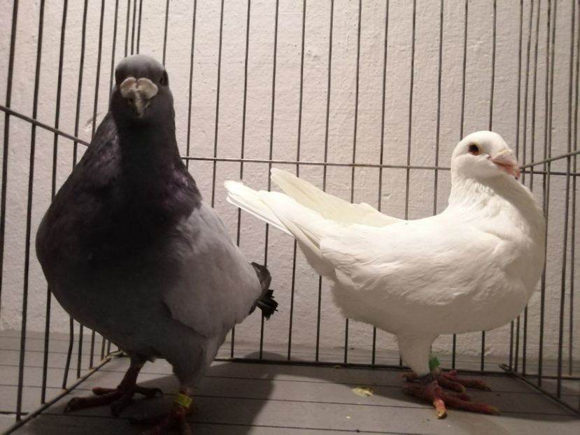 Pereche linie Ungaria - DOICI - HUBBEL - TEXAN- VOIAJORI STIL VECHI și VOIAJOR DE FRUMUSETE