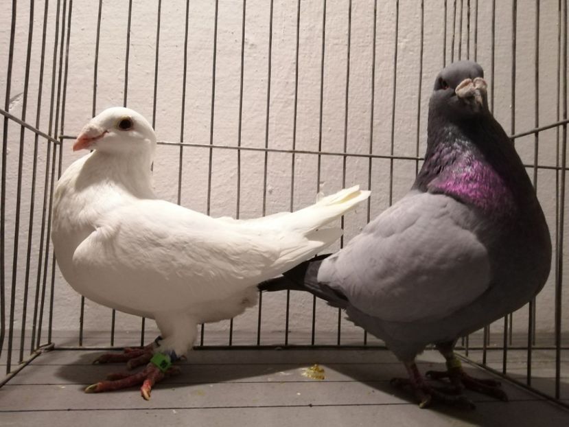 Voiajori stil Vechi. - DOICI - HUBBEL - TEXAN- VOIAJORI STIL VECHI și VOIAJOR DE FRUMUSETE