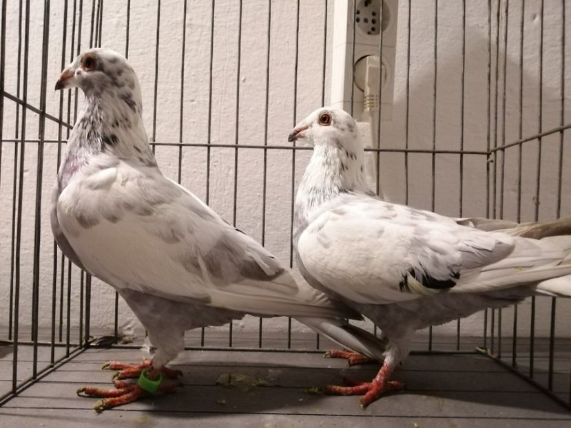 Perechea 3 - DOICI - HUBBEL - TEXAN- VOIAJORI STIL VECHI și VOIAJOR DE FRUMUSETE