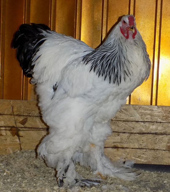  - VIITOR SPERANTE PTR 2020