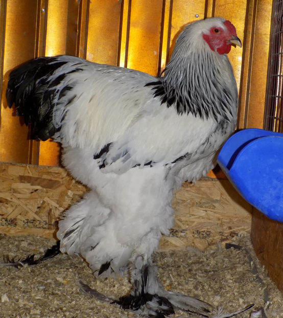  - VIITOR SPERANTE PTR 2020