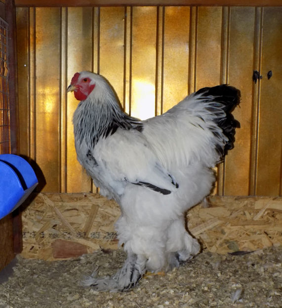  - VIITOR SPERANTE PTR 2020