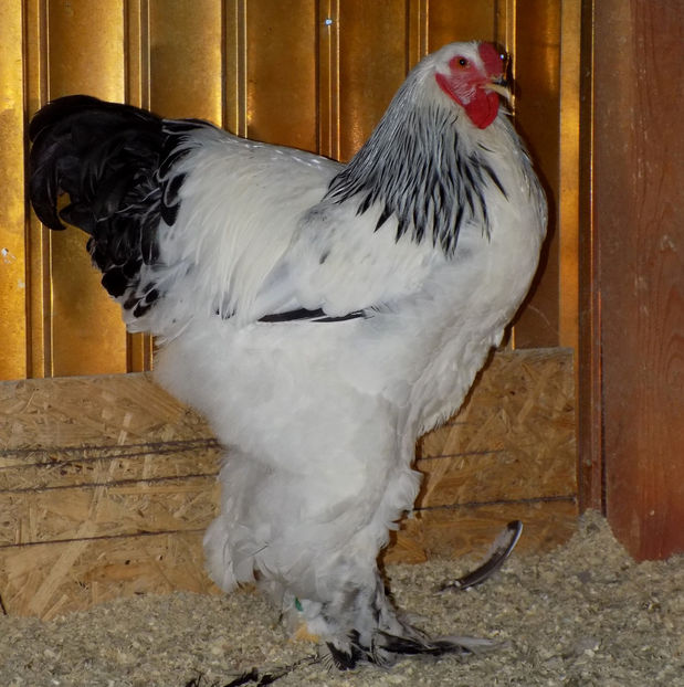  - VIITOR SPERANTE PTR 2020