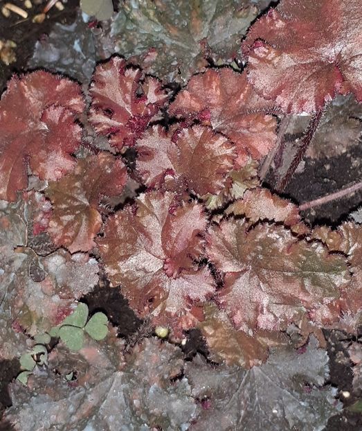  - Heuchera