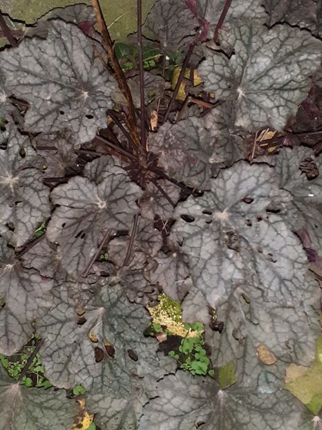  - Heuchera