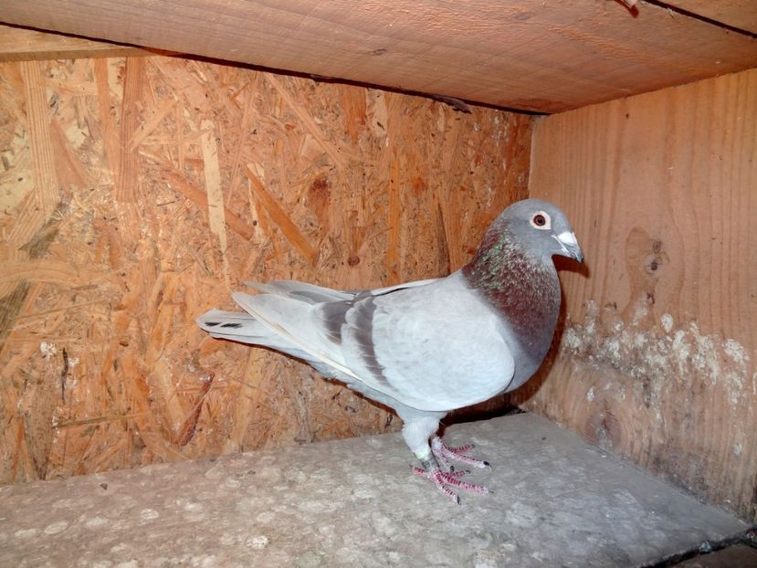 64 Norma fond palmares si Maraton Fci. - 3 MASCULI MATCA MEA