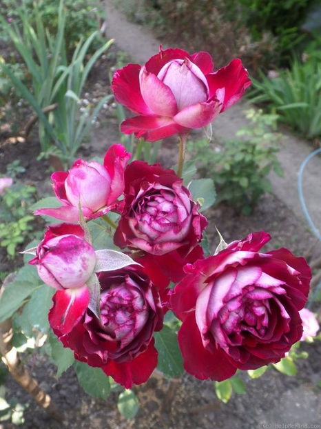 Belle de Segosa-40 de lei - A Trandafiri de vanzare toamna 2020