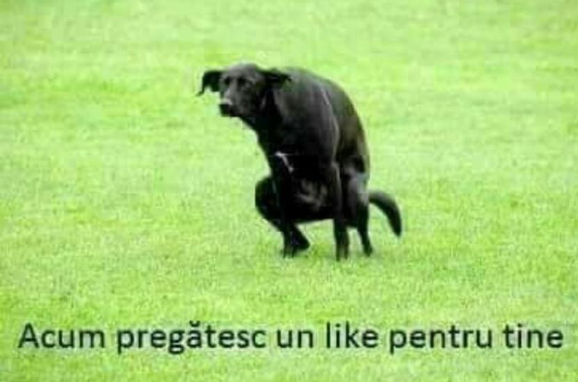 Cronica Carcotasilor - Cronica Carcotasilor Part 2