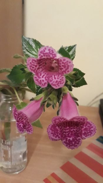  - R19 - She s Dancing gloximannia