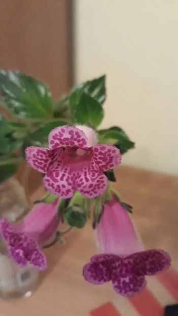  - R19 - She s Dancing gloximannia