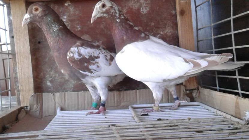  - De vanzare meulemans pe galben si pe rosu