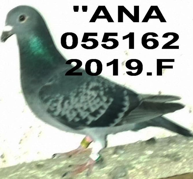 BUN - Copy++ - 2 MATCA 2020