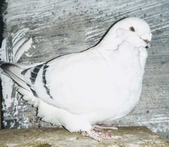  - - A - A - A - A - E N Y A 2019