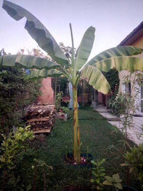 Bananul nr 2 - a mai trecut o zi... - Banan