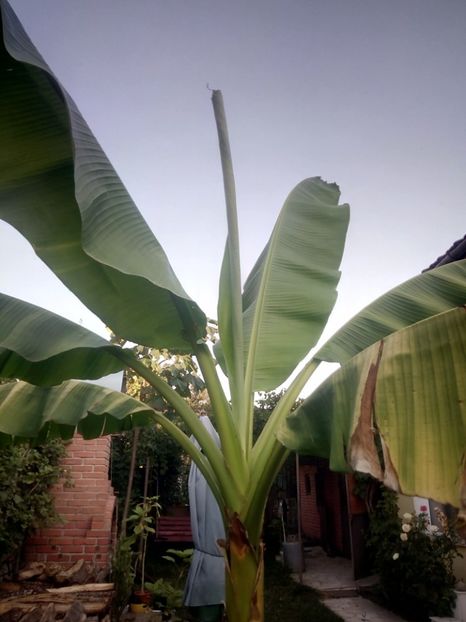  - Banan