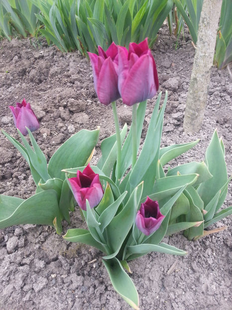 tulipa black knight - Gradina si terasa PrimaLuce_2-Amintiri