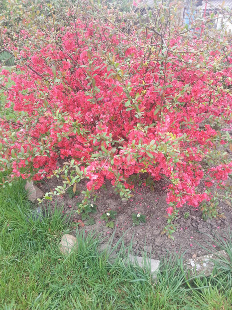 chaenomeles japonica(gutui japonez) - Gradina si terasa PrimaLuce_2-Amintiri