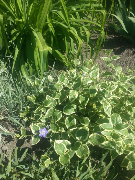 vinca major variegata - Gradina si terasa PrimaLuce_2-Amintiri