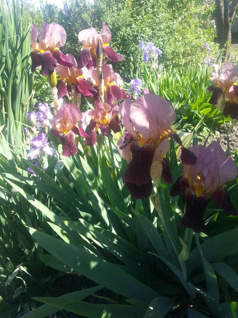 iris germanica - Gradina si terasa PrimaLuce_2-Amintiri