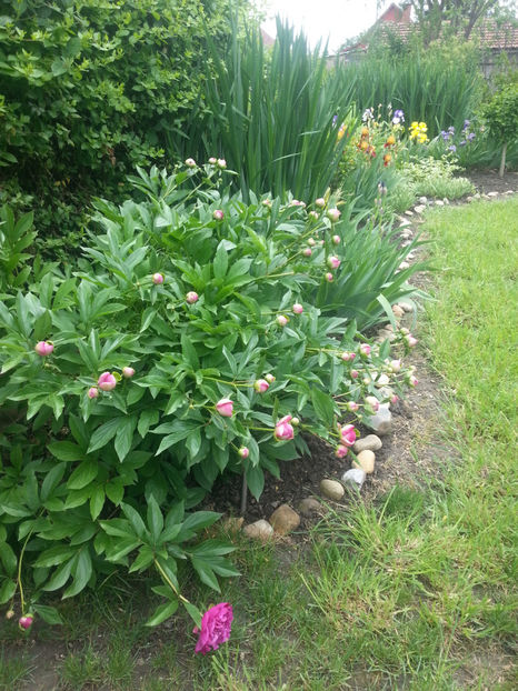 paeonia pink - iris germanica guy leron - Gradina si terasa PrimaLuce_2-Amintiri