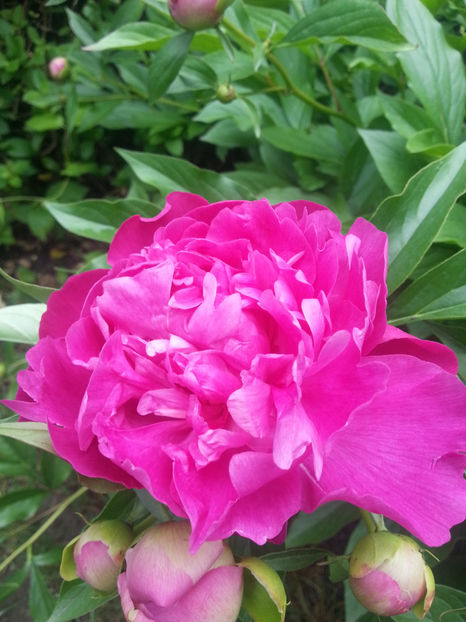 paeonia pink - Gradina si terasa PrimaLuce_2-Amintiri