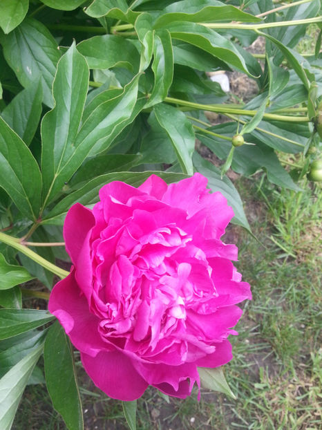 paeonia pink - Gradina si terasa PrimaLuce_2-Amintiri