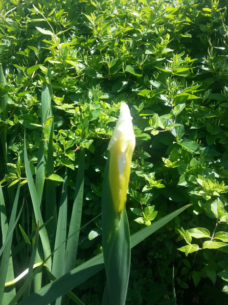 iris siberica alba - Gradina si terasa PrimaLuce_2-Amintiri