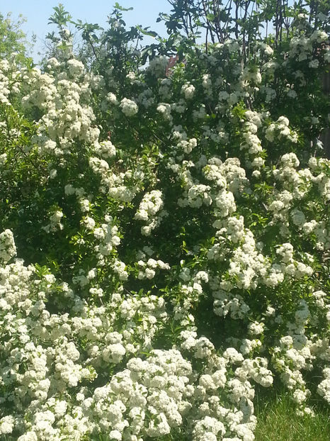 pyracantha coccinea red - Gradina si terasa PrimaLuce_2-Amintiri