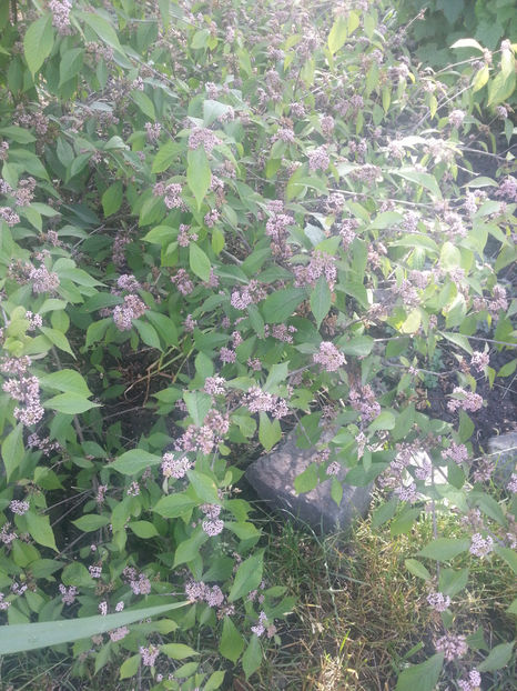 callicarpa bodinieri - Gradina si terasa PrimaLuce_2-Amintiri