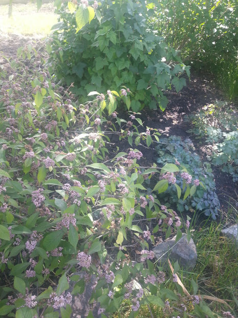 callicarpa bodinieri - Gradina si terasa PrimaLuce_2-Amintiri