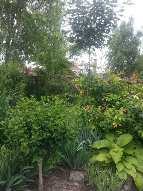  - Gradina si terasa PrimaLuce_2-Amintiri