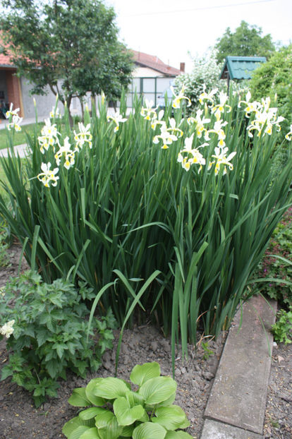 iris siberica alba - Gradina si terasa PrimaLuce_2-Amintiri