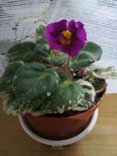 Sky Jem's - A-Flori 2019