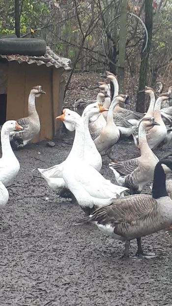 VideoCapture_20191120-235829 - A Gaste chinezesti si africane 2018-2019