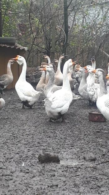 VideoCapture_20191120-235756 - A Gaste chinezesti si africane 2018-2019