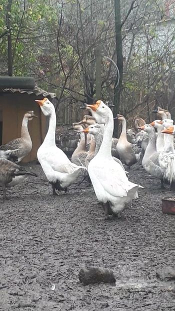 VideoCapture_20191120-235734 - A Gaste chinezesti si africane 2018-2019